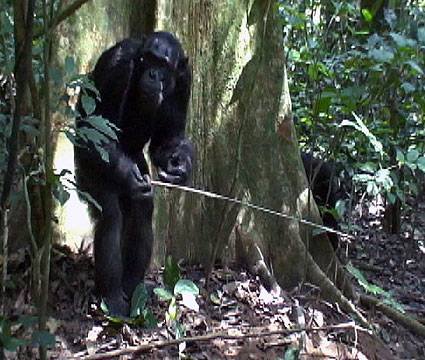 Şempanzelerde Alet Kullanımı