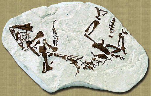 Paleothyris (Fosil)