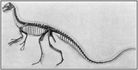 Ornitholestes (Fosil)