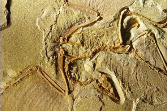 Archaeopteryx (Fosil)