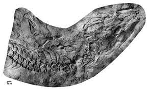 Solenodonsaurus (Fosil)