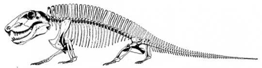 Sphenacodon