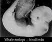 Balina Embriyosunda Bacak Oluşumu