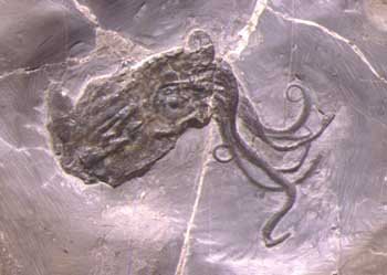 Proteroctopus ribeti