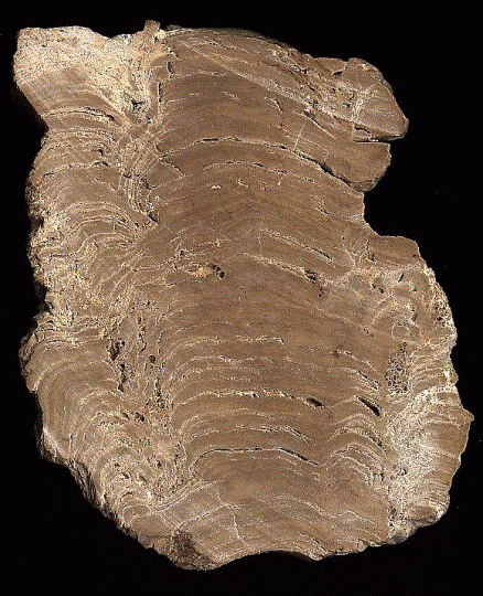 Stromatolit örneği...