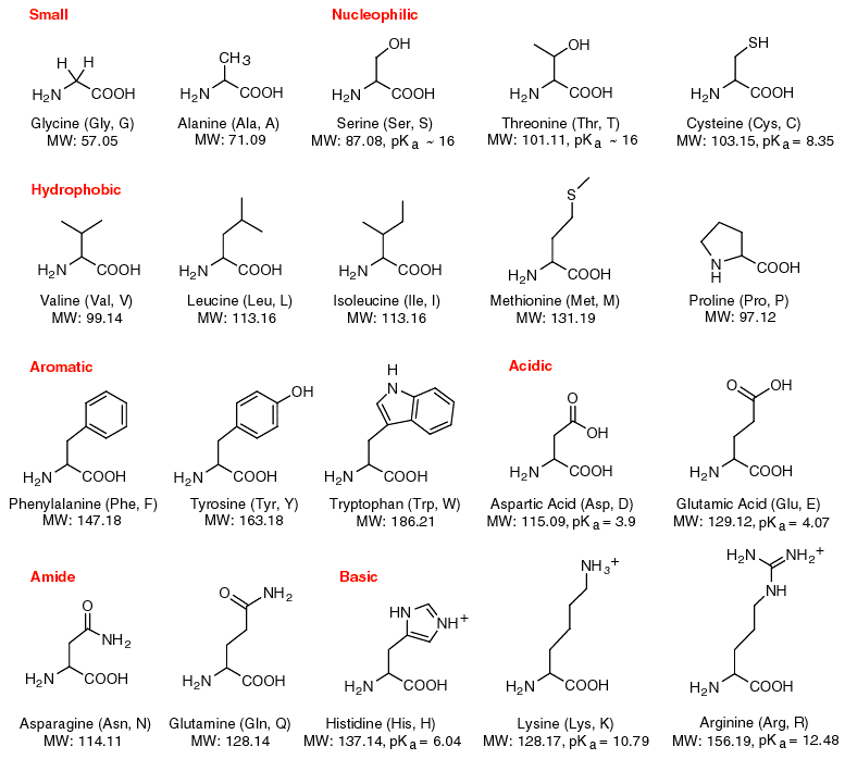 20 temel amino asidin moleküler yapısı