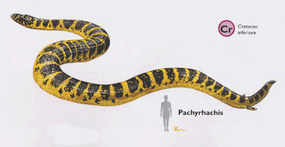 Pachyrhachis