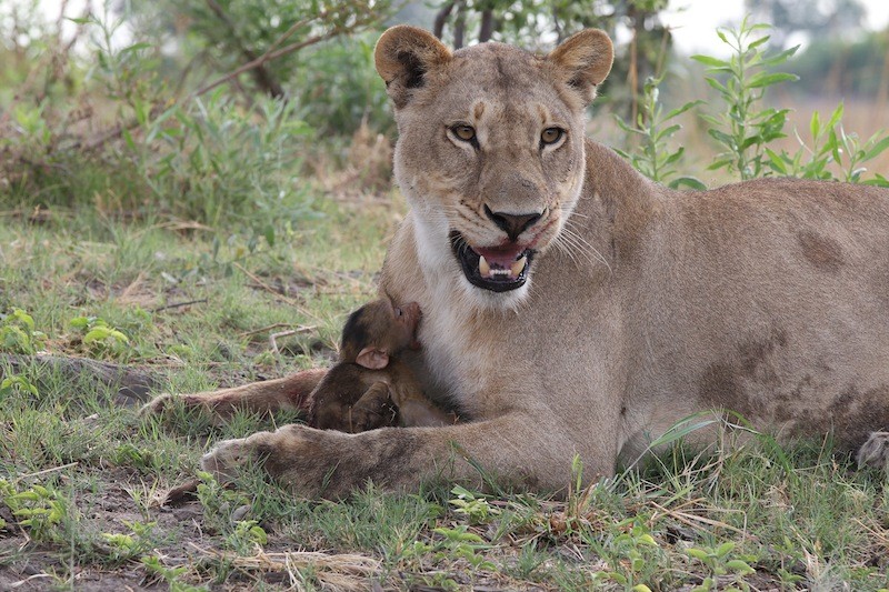 Yavru babun, annesi yerine aslanı emmeye çalışıyor. Ancak aslanın memelerinden değil; annesinin normalde memelerinin bulunması gereken yerden emmeye çalışıyor.