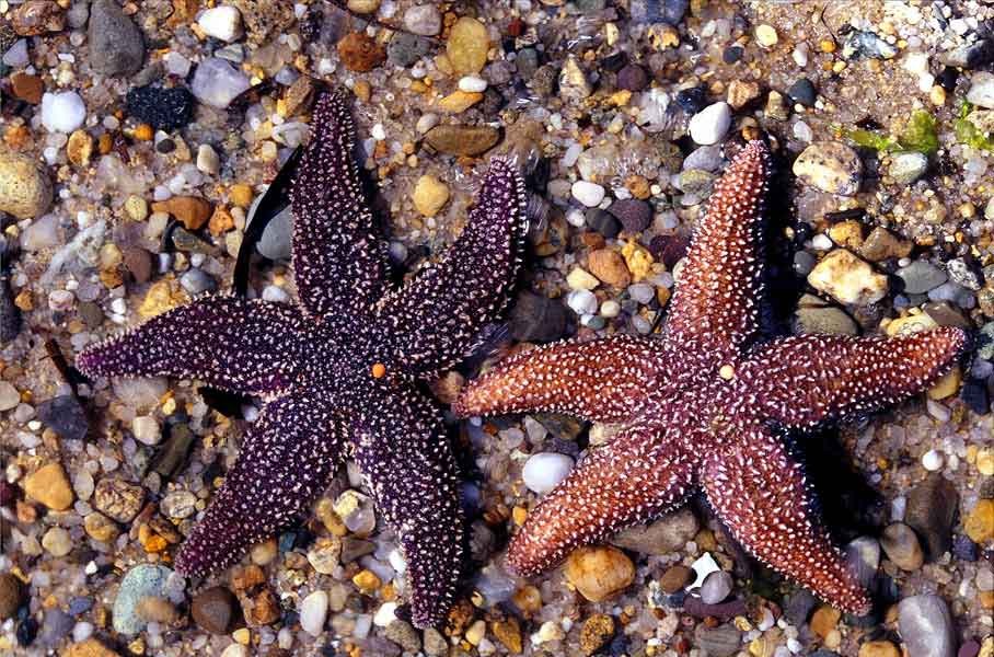 Ünlü bir aseksüel hayvan türü olarak deniz yıldızları.