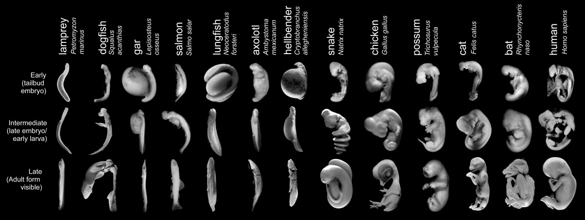 Farklı canlı türlerinin 3 ayrı evredeki embriyo karşılaştırması...