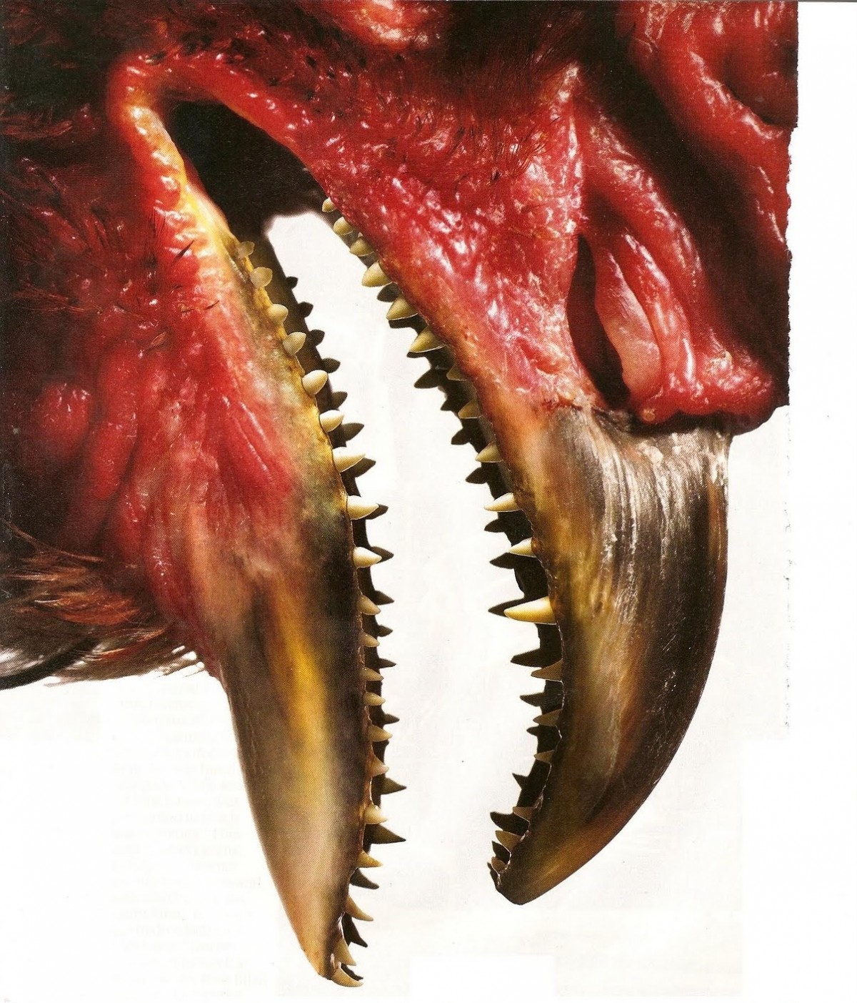 Tavuklardaki dişleri, en yakın akrabaları (ve hatta ataları) arasında bulunan dinozorlardan T-rex'lere benzeten bir gösterim... Gerçek bir fotoğraf değildir.