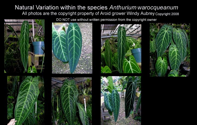 Yukarıdaki fotoğrafta bir Anthurium warocqueanum türü içerisindeki çeşitlilik görülmektedir. Yaprak damarlarının dağılımı, kalınlığı, yaprak ayasının genişliği, yaprağın dkey kalınlığı, sap bağlantıları ve daha nice özellik, bitkiler içerisindeki çeşitliliğin parametreleridir.