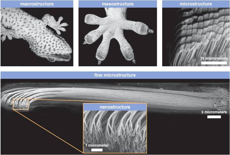 Gecko ayaklarındaki mikro ve nanoyapılar...