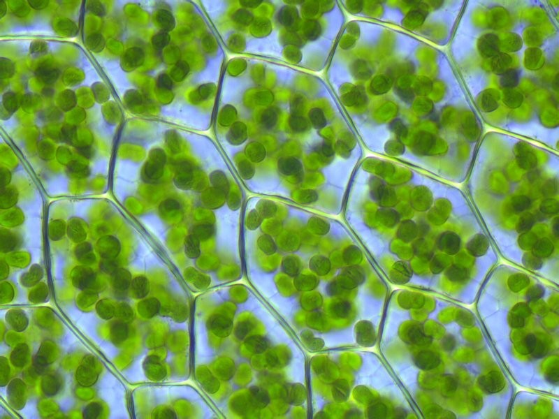 Görünür kloroplastlatı ve organelleriyle elde edilen Plagiomnium yosunundaki hücreler gün ışığını yakalayarak fotosentez olayını gerçekleştirirler.