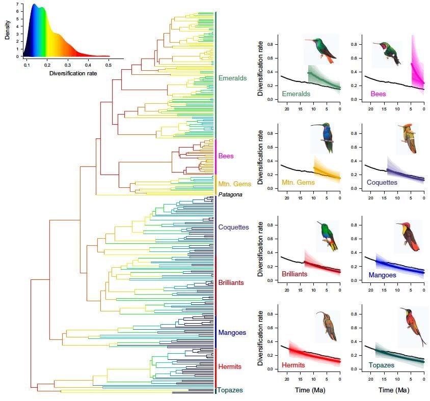 Sinekkuşlarının filogenetik haritasını (evrim ağacını) ortaya çıkaran çalışmadan bir diğer görsel...
