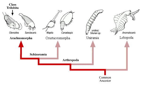 Trilobitlerin evrimini analiz ederken bakılması gereken ilk canlı grubu, Arachnamorpha olarak bilinen süpersınıftır. Tüm eklembacaklıların ataları, muhtemelen lop bacaklılar olarak bilinen Lobopoda'ya oldukça yakın canlılardı. Bu canlıların evrimi sırasında öncelikle Uniramia adı verilen ve günümüzdeki solucanları andıran, uzunlamasına segmanlı grup ayrıldı; sonrasında bugünkü deniz kabuklularını oluşturacak olan ilk atasal türler olan Crustaceomorpha... En nihayetinde ise bildiğimiz trilobitlerin evrimindeki ilk canlıları barındıran Arachnamorpha... Bu süper sınıf içerisinde Trilobita sınıfı bulunmaktadır.