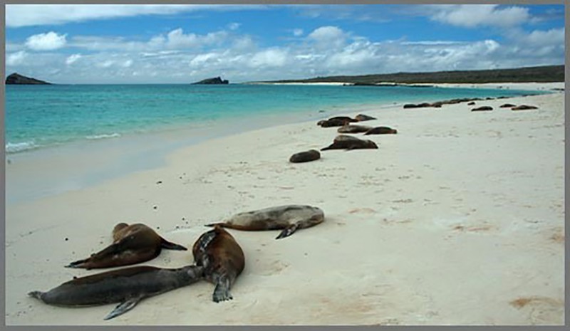 Galapagos sahillerinde yatan deniz aslanları...