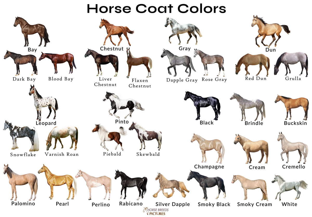 Какие названия у лошадей. Масти лошадей таблица. Генетика мастей лошадей. Генетика окрасов лошадей. Цвета лошадей.