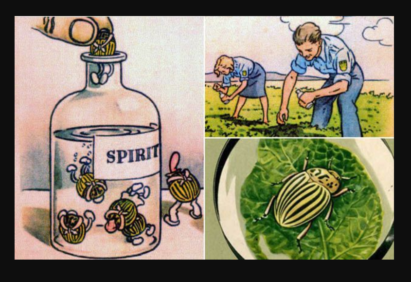 Entomolojik Savaş: Böcekleri Biyolojik Silah Olarak Kullanmak Mümkün! -  Evrim Ağacı