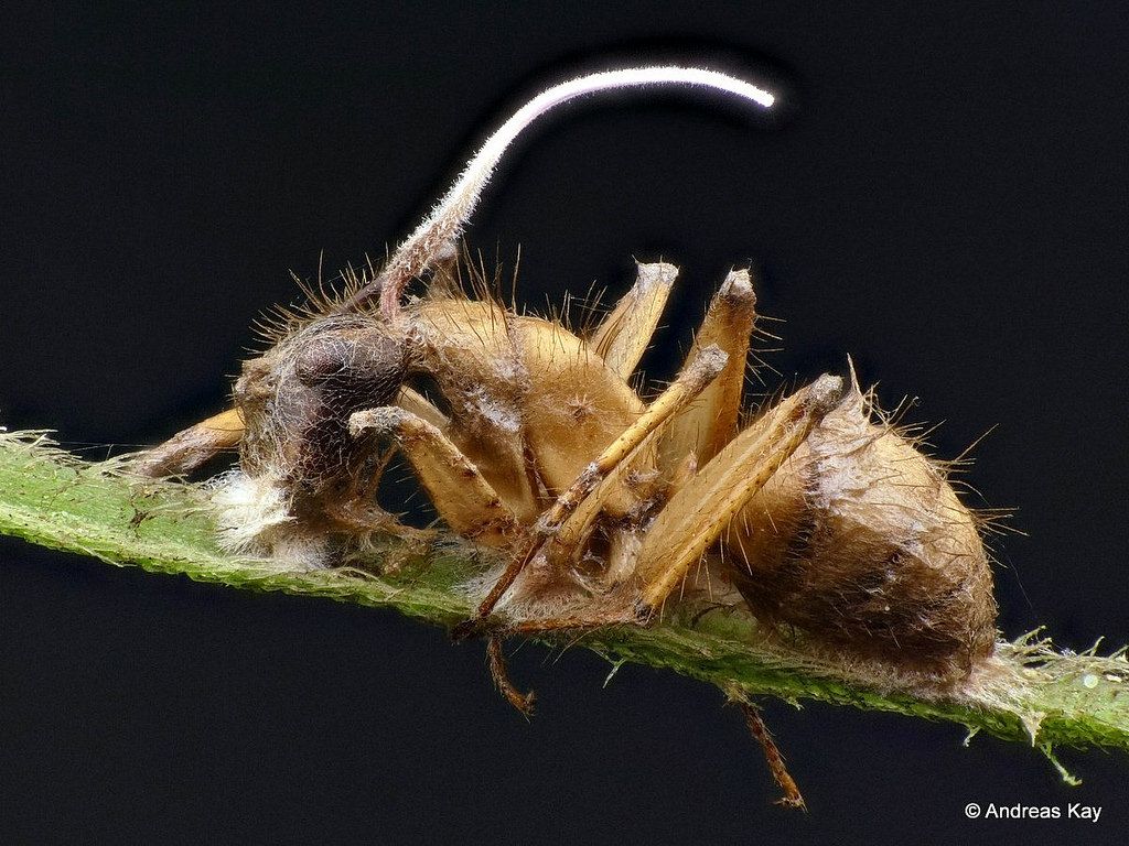 Ölüm Isırığı: Kordiseps (Cordyceps) Mantarı Nedir? Üremek İçin Karıncaları Nasıl Zombileştirir?
