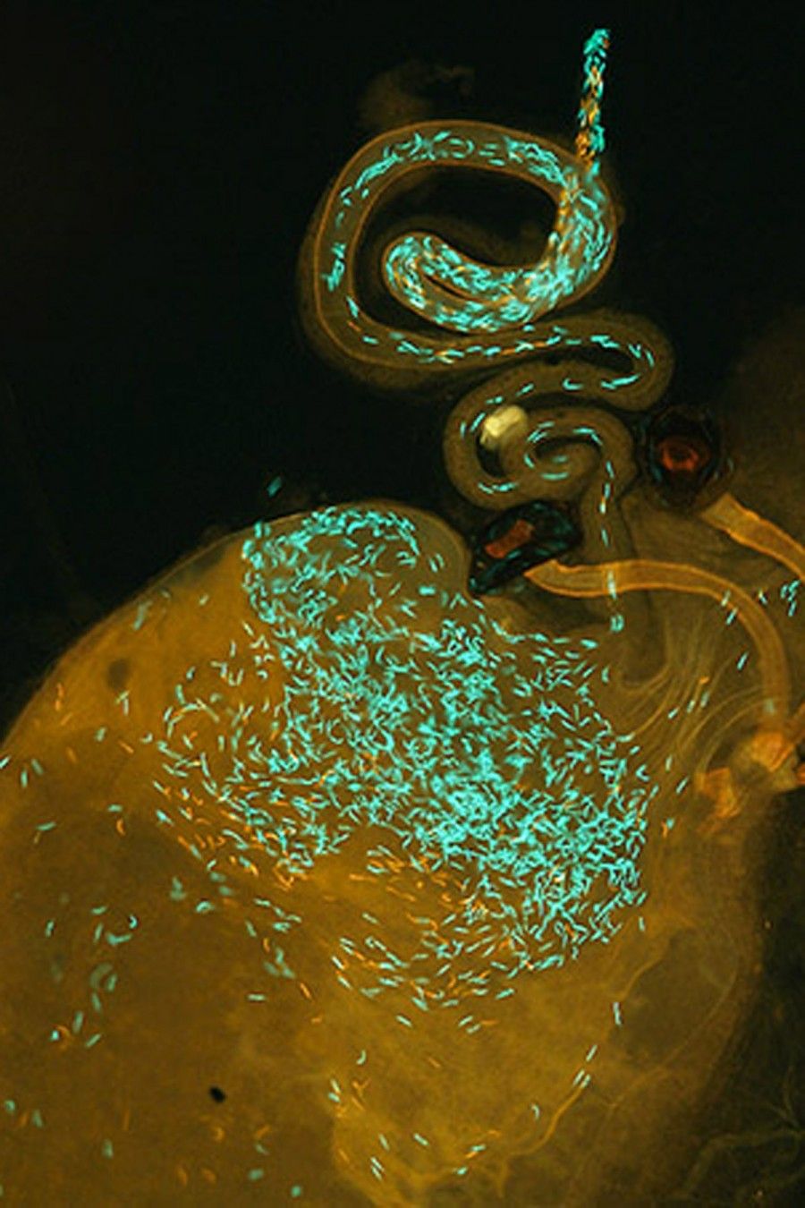 Drosophila simulans türüne ait bir dişinin üreme kanalı. Bu dişi, iki farklı türün erkeği tarafından döllenmiştir: Kırmızı sperm başları Drosophila mauritiana türünün erkeğine, yeşil olanlarsa Drosophila simulans türünün erkeğine aittir.