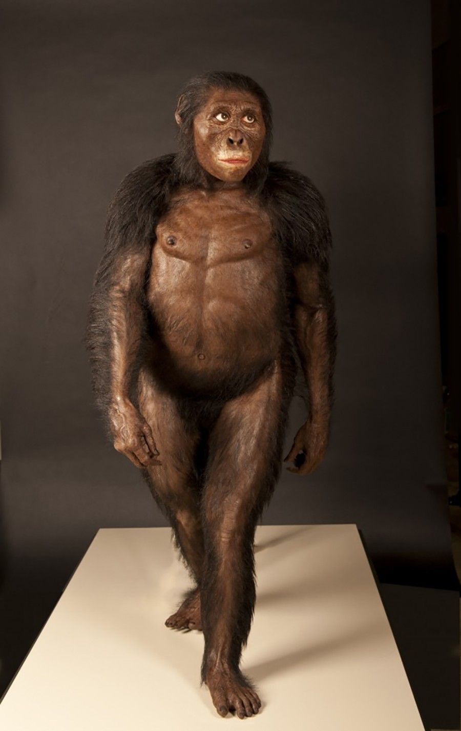 John Gurche tarafından yapılmış bir Lucy (Australopithecus afarensis) rekonstrüksiyonu
