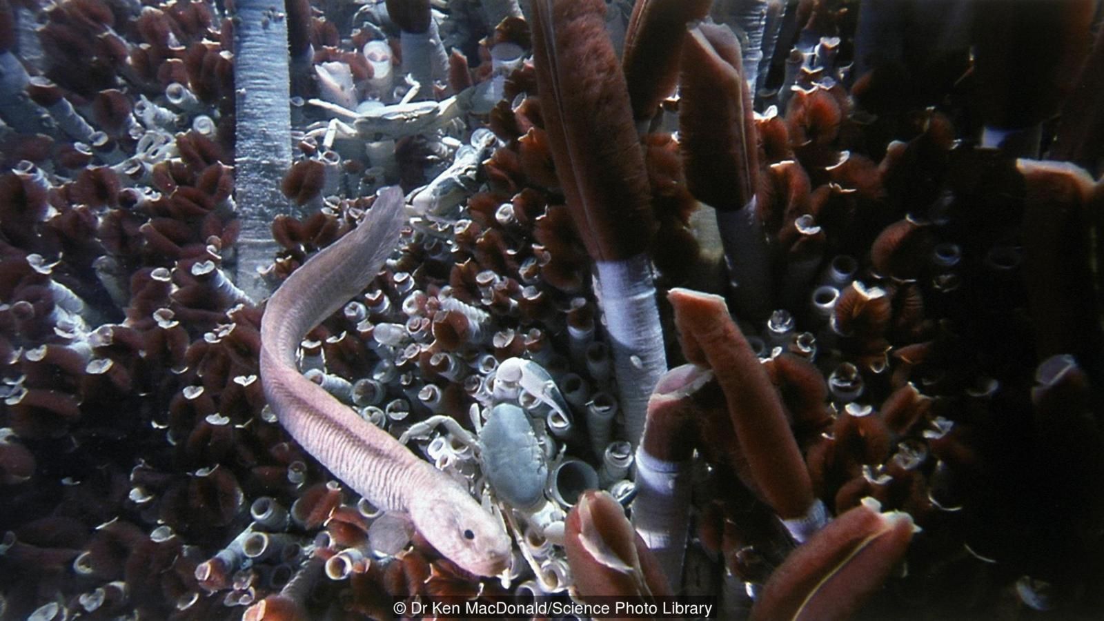 Hidrotermal ağızlar, tuhaf canlıları destekliyor.