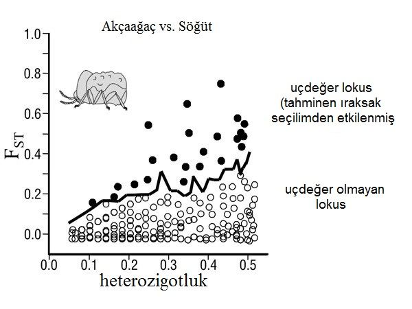 Şekil 2: Bir çift Neochlamisus bebbianae yaprak böceği popülasyonunun heterojen genomik ıraksaması. Simülasyonlar, popülasyon çiftinde genetik sürüklenme sebebiyle oluşan nötr ıraksamadan beklenen üst seviye genetik ıraksamayı belirliyor ve bu nötrlük eşiğini aşan lokuslar, (sürekli çizgi , bu durumda %95’lik dağılım dilimi) muhtemelen ıraksak seçilim sonucu evrimleşmiş uçdeğer lokuslar olarak tanımlanıyorlar. 2010 Nature Education- Egan ve ark. (2008)’dan alınmış ve uyarlanmış, Wiley-Blackwell’in izniyle yeniden basılmıştır. Tüm hakları saklıdır.